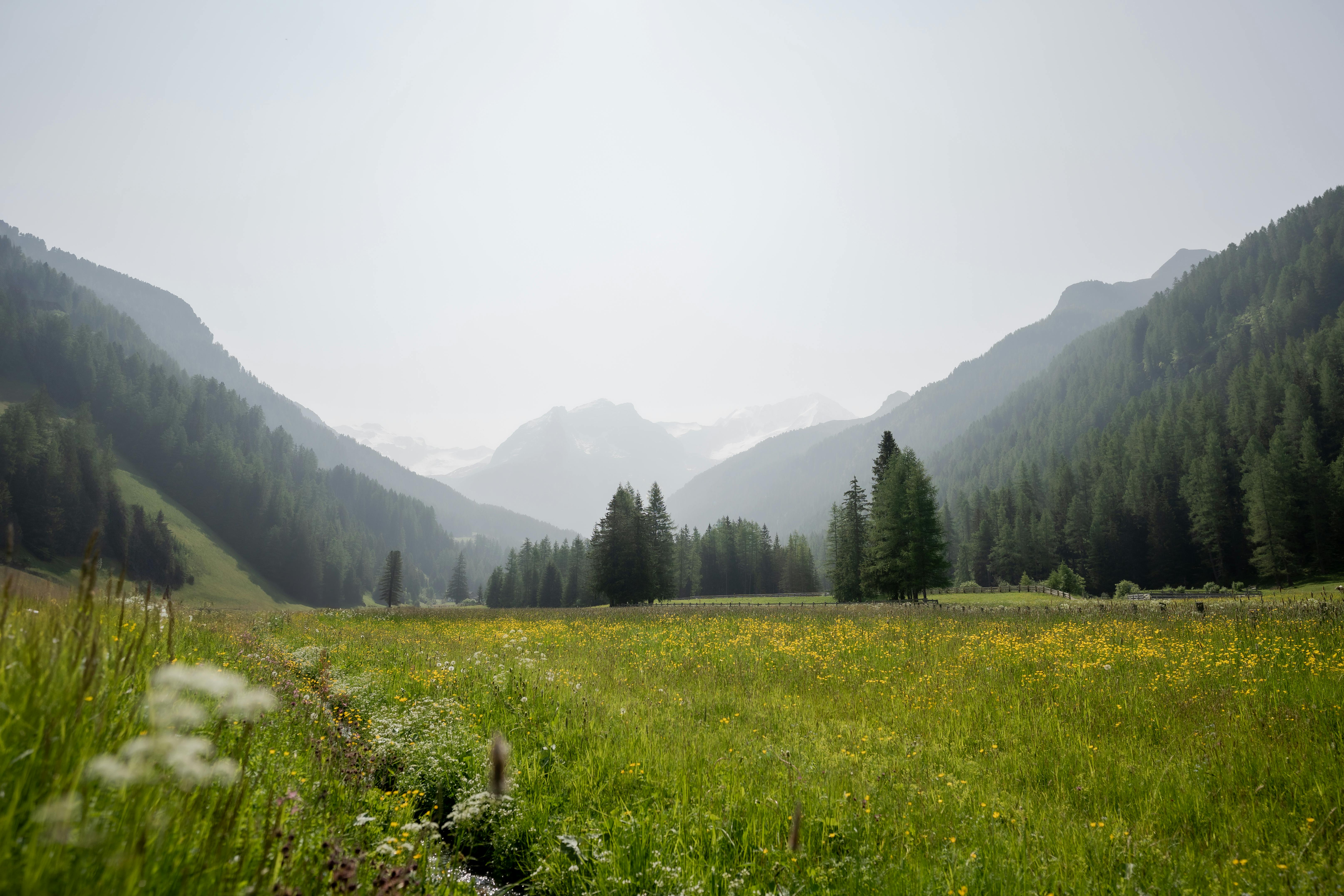 Alpine Meadows